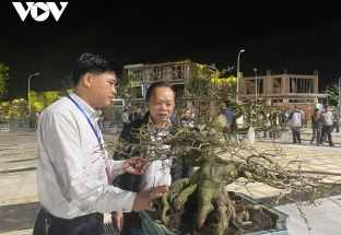 Mai cổ thụ giá lên đến cả 100 triệu đồng được trưng bày tại Bình Định