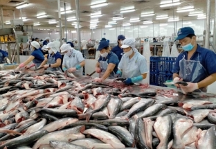 Tháng 8-2023: Xuất khẩu cá tra Việt Nam sang Mỹ đạt hơn 25 triệu USD