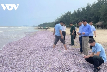 Ngao chết, hàng tấn vỏ trôi dạt ở bãi biển Thanh Hóa