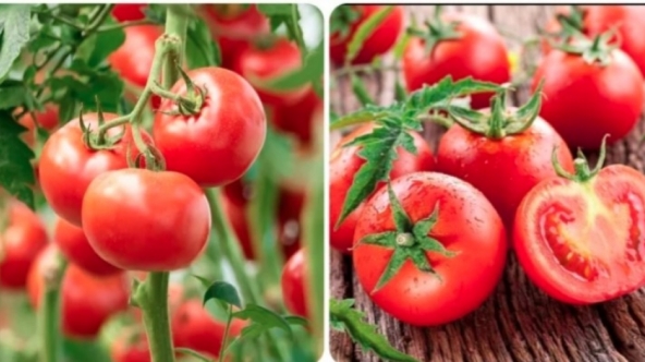 Tác dụng của cà chua đối với sức khỏe